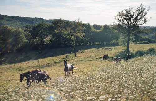 Saint-Mesmin Autre | Yourte au coeur des chevaux