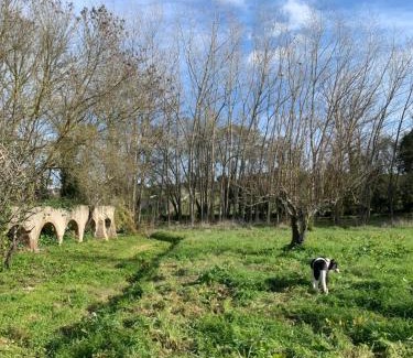 Montemor-o-Novo Autre | Yurt na magia do bosque