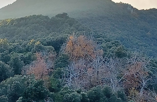 à 650 metres d altitude au cœur de l alta rocca entre Porto vecchio et propriano