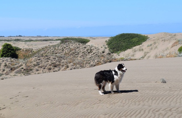 Un petit bijou caché. All-Cedar, chien bienvenus à la maison, bain à remous et courte promenade de la plage