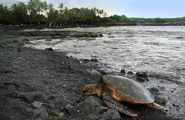 Turtle Paradise à Punalu'u Black Sand Beach