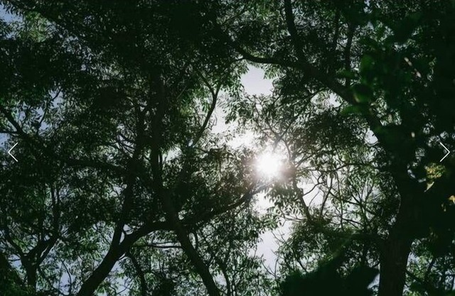 Une rose parmi les épines