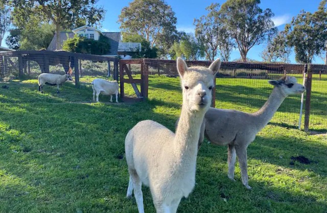 Retraite mouton chic de la ferme Anavo