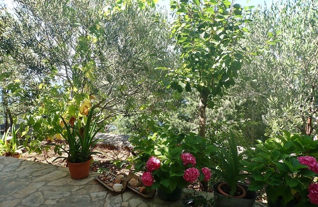 Appartement MARE (81613-A1) - Barić Draga