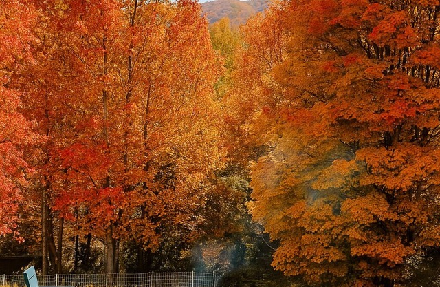 Roam. Relax. Repeat. Stylish Home w2 Decks. Ideal for Groups. 15min to Asheville