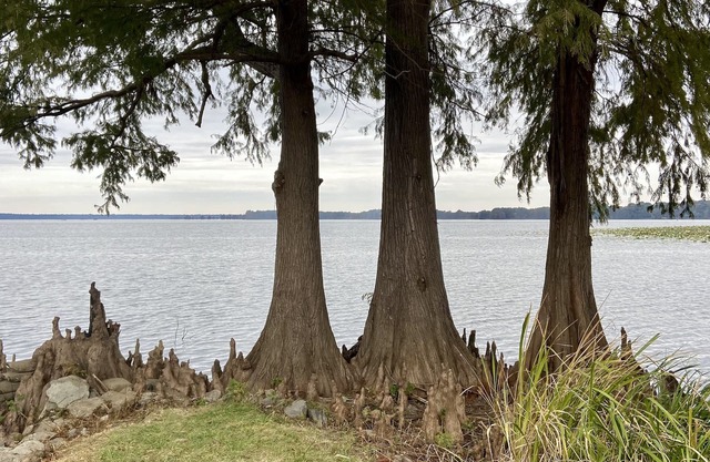 Authentic Reelfoot Retreat!