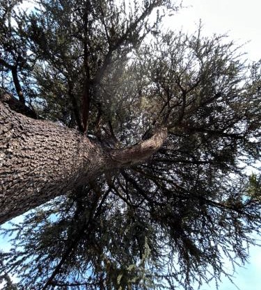 B&B IL CEDRO