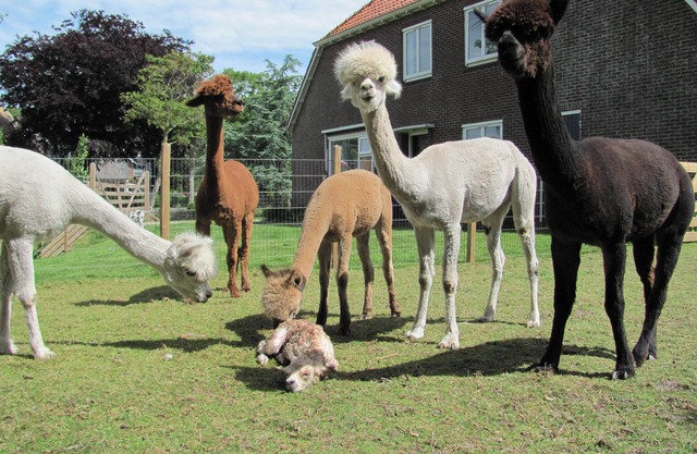 B & B dans une ferme traditionnelle néerlandaise