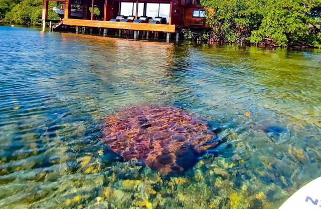 Bahia Coral Lodge - Ecolodge - Villa sur l'eau - Demi Pension