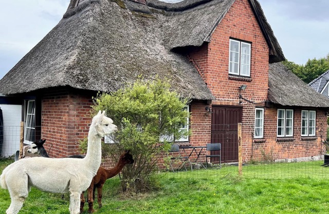 Baltic Sea - Romance. Vacation home / vacation apartment near Scharbeutz and Eutin with alpacas