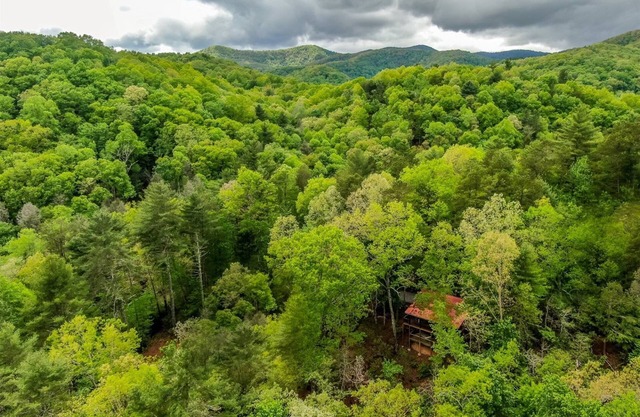 Bare Bear | Cherry Log, Ga