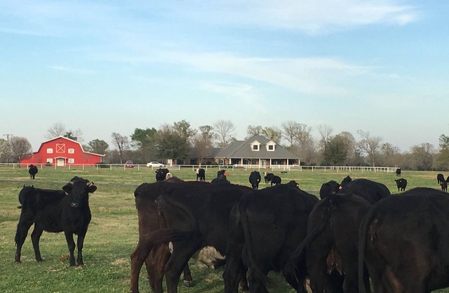 Grange atopia Ranch A&M UT Dallas Houston College Station Austin Huntsville