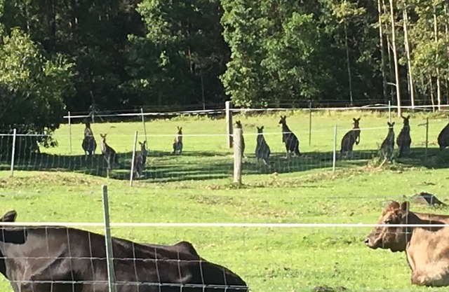 Séjour à la plage, à la baie et à la ferme. Un peu de campagne, à 5 minutes de la baie de Jervis.