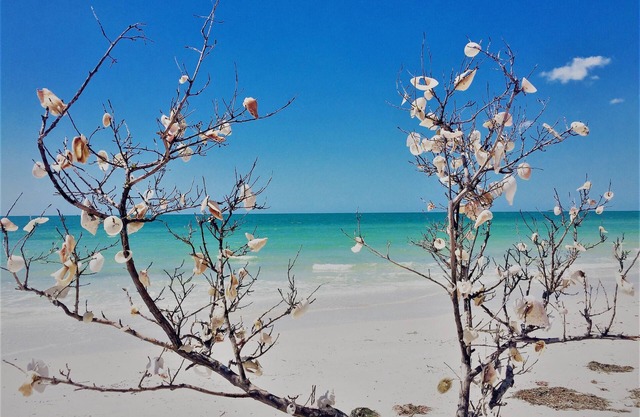 Condo récemment rénové à Avalon de Clearwater, venez voir les merveilles de la Floride!