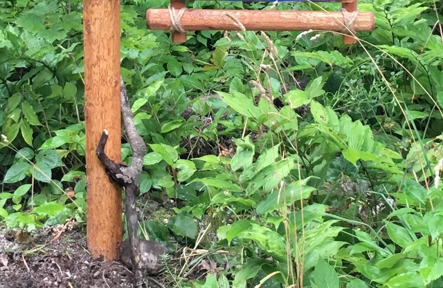 Beau comté de porte de 3 chambres à coucher, fortement boisé, animaux de compagnie, OFFRES MAINTENANT WIFI