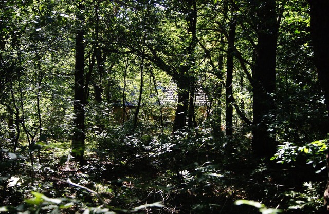 Belle Boshuis juste à l'extérieur de Diever au milieu du parc national Drents Friese Wold