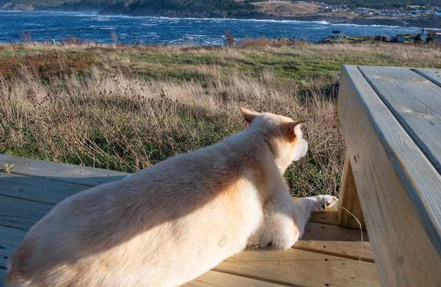 Maison bleue de Bella, Pouch Cove