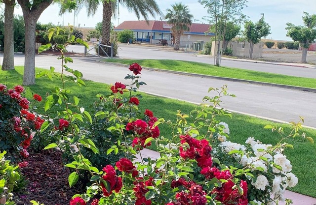 Best Western Big Country Inn