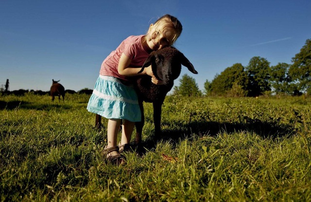 Élevage ovine de brebis Bioland - Étable Fewo