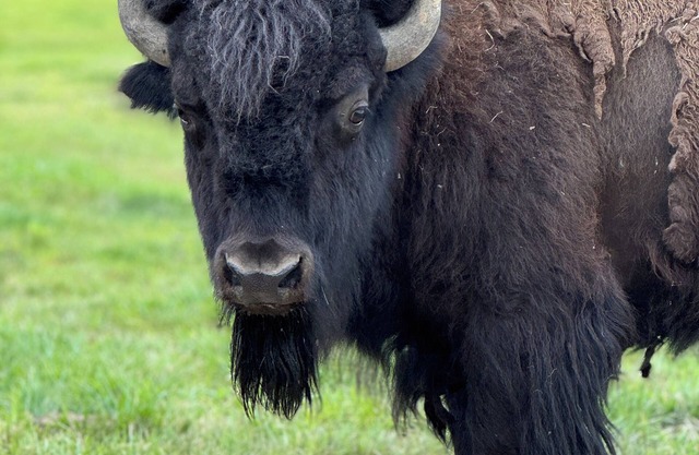 Bison Bunkhouse Hideaway at Mayberry West Farms- close to Cincy & Indianapolis!