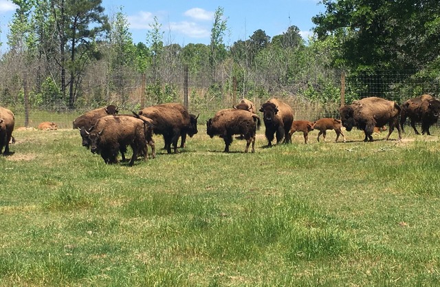Ferme de bison à Greensboro, GA