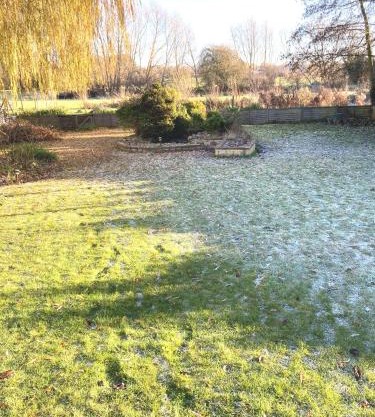 Brookside Willow
