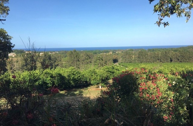 Bungalow au milieu des clémentiniers face à la mer