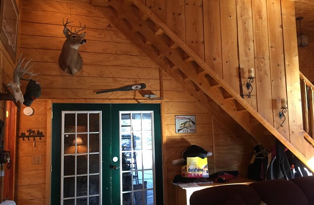 Cabane cachée / entourée de centaines de pins en épicéa bleu + 30 '!