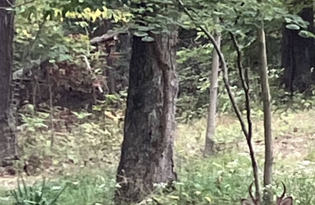 Cabin in the Woods