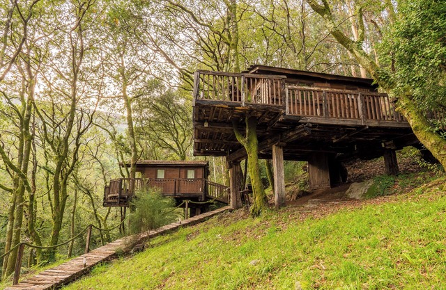 Cabanes dans les arbres