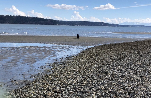 Camano Island sur la plage