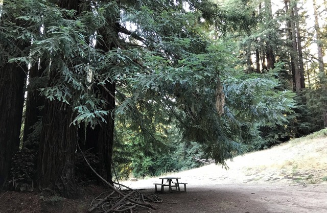 Campsite #8 with hot water shower in 45acre Redwood Mountain Retreat