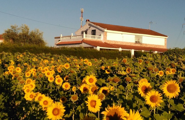 CASA LOS GIRASOLES Magnifique maison pour passer de bonnes vacances
