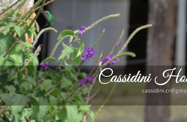 *** Maison Cassidini ***