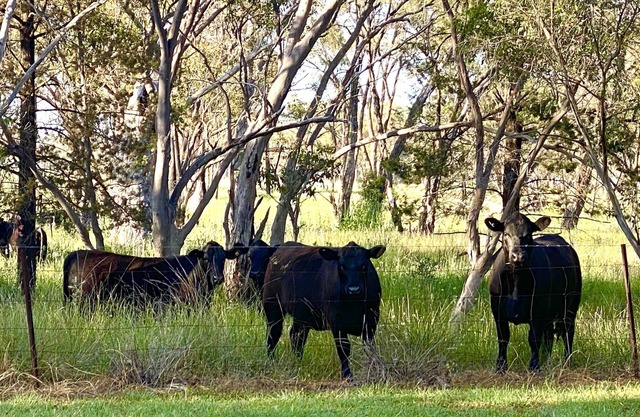 Charming farm cottage close to Dubbo