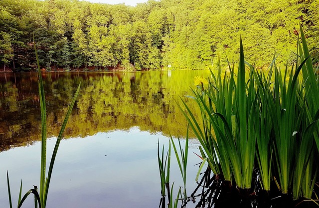 Cottage directement sur le lac