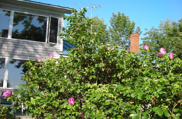 Cottage en seis de las Aguas de Eggemoggin alcance