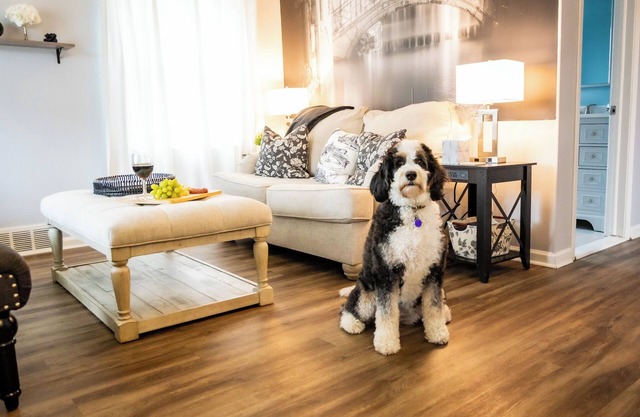 Dearborn-Detroit. Comfort-Convenience. 12 Miles Downtown Detroit. Dog Friendly