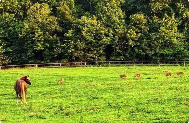 Cozy Farm Apartment B near I83. Surrounded by a private park and hiking trails!