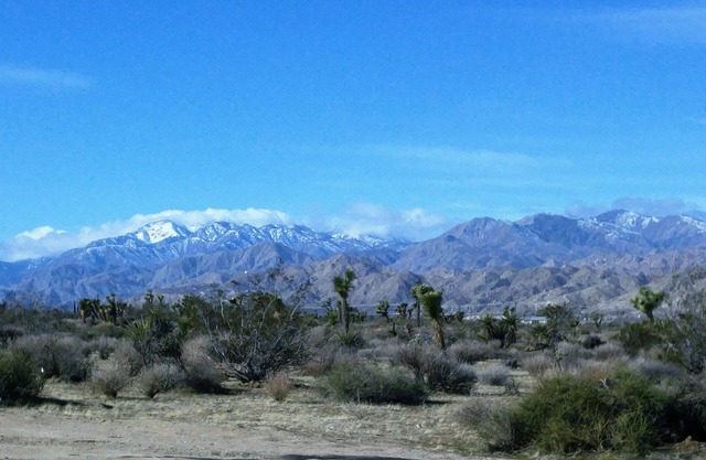 COZY EXPERIENCE JOSHUA TREE SAGE