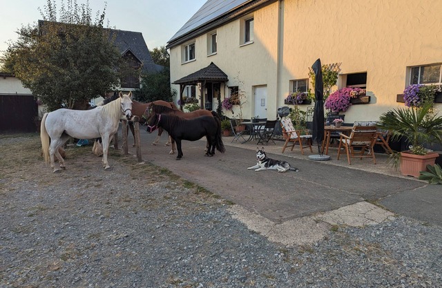 Cozy vacation apartment on Hellwiges Hof with dog/horse Medebach / Sauerland