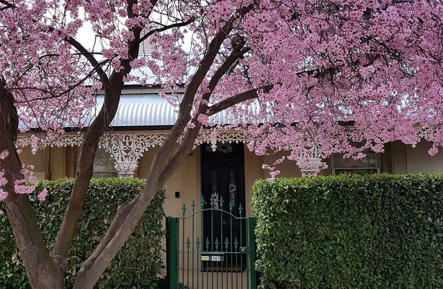 Daisy Cottage - Très bien situé à proximité de la CDB
