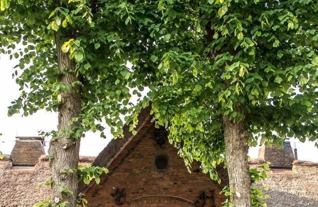 Das Kommandeur Haus - Ihr Familien-Ferienhaus in Nieblum auf Föhr
