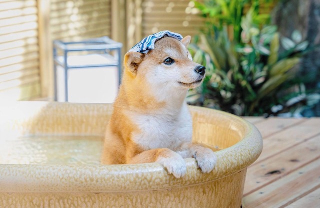 Dog run and openair bath for dogs included Natu / Ashigarashimo-gun Kanagawa