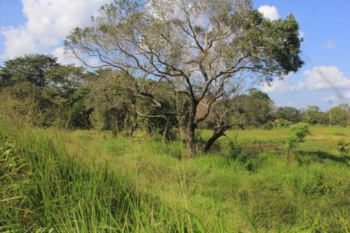 Ehalagala Lake and Paddy view Lodge