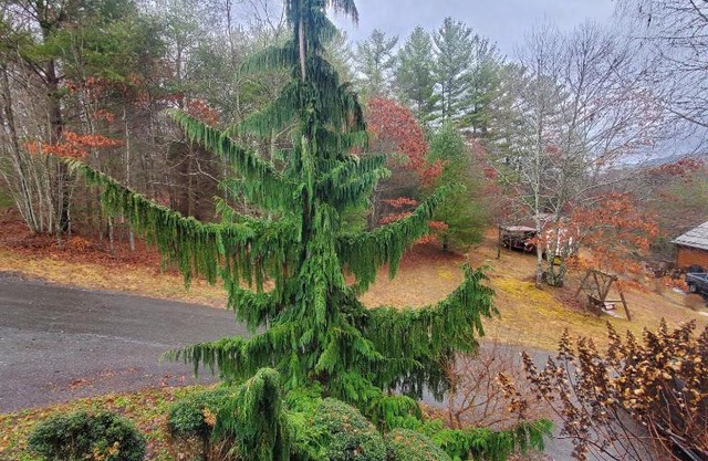 Evergreen Retreat