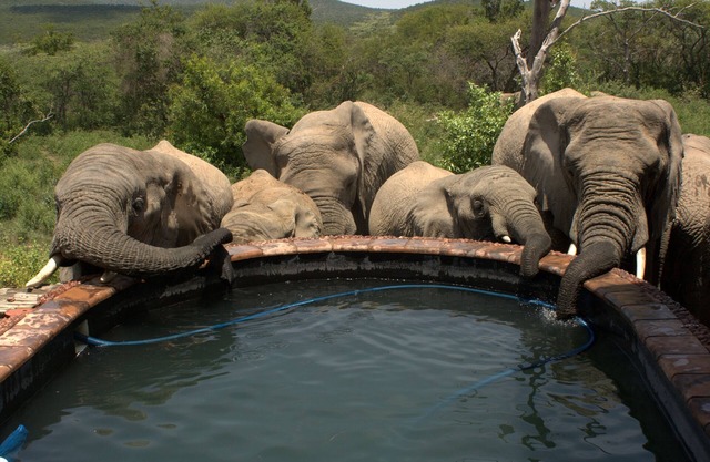 Expérience africaine exclusive et étonnante dans la réserve de chasse privée