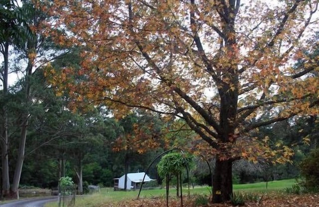 Coach Cottage Forest Retreat