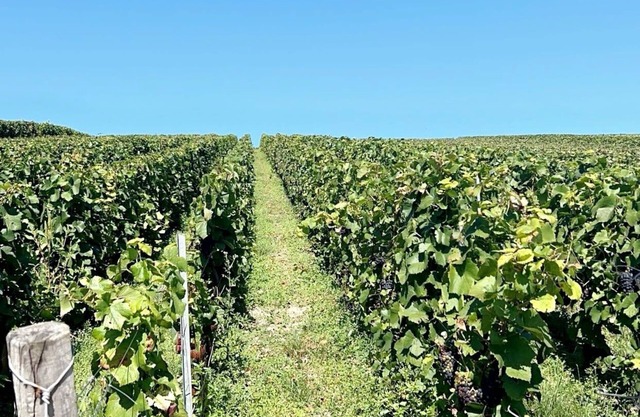 Gîte familial dans le vignoble champenois