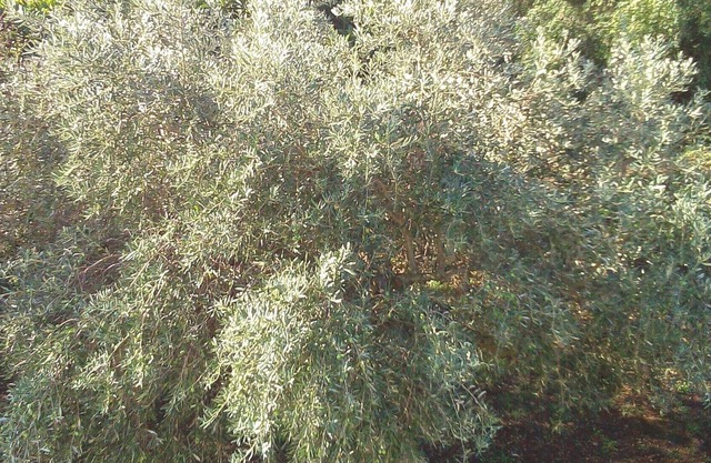 Ferme Géorgie, votre chance de découvrir la beauté ionienne !!!!